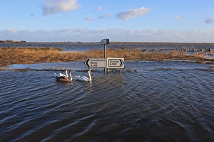 Flooded coast road and coastal marshland after tidal surge, with Mute Swan (Cygnus olor) adults and juvenile swimming