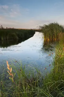 Sunrise Prints: Flooded ditch on coastal grazing marsh habitat at sunrise