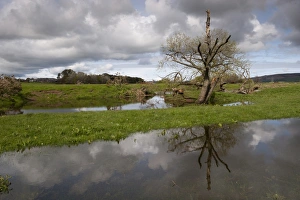 Flood Prints: Flooded pasture on farmland at edge of river, Northumberland, England, May