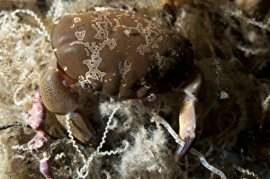Pollution Prints: Floral Egg Crab (Atergatis floridus) adult