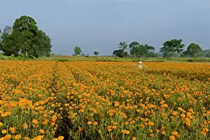 Marigold Prints: Floriculture, Aztec Marigold (Tagetes erecta) flowers