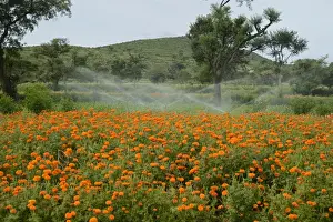 Marigold Prints: Floriculture, irrigator system watering Aztec Marigold (Tagetes erecta) flowers