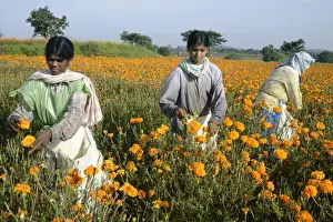 Woman Prints: Floriculture, workers picking Aztec Marigold (Tagetes erecta) flowers