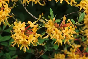 Ericaceae Prints: Florida Azalea (Rhododendron austrinum) close-up of flowers, U. S. A