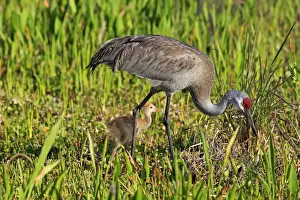 Florida Sandhill Crane (Grus canadensis pratensis) adult and chick, foraging in wetland, Viera Wetlands