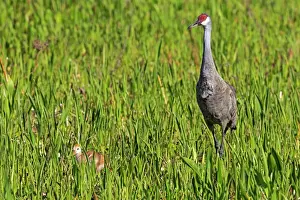Florida Sandhill Crane (Grus canadensis pratensis) adult and chick, standing in wetland, Viera Wetlands