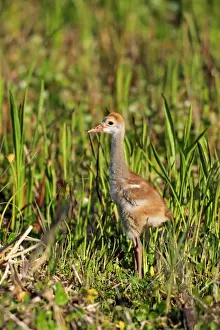 Florida Prints: Florida Sandhill Crane (Grus canadensis pratensis) chick