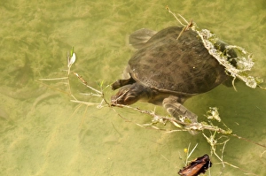 Turtles Prints: Florida Softshell Turtle (Trionyx ferox) adult