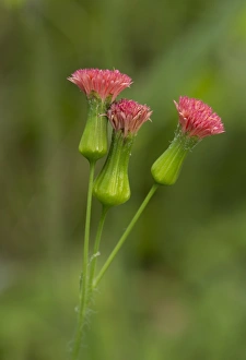 Lesser Antilles Prints: Florida Tasselflower (Emilia fosbergii) flowering, Trinidad, Trinidad and Tobago, February