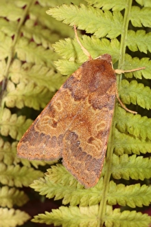 Fern Prints: Flounced Chestnut (Agrochola helvola) adult, resting on fern fronds, Powys, Wales, october