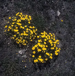 Fflower Prints: Flower - Cinquefoil Alpine (Potentilla crantzii) Close-up of plant in flower