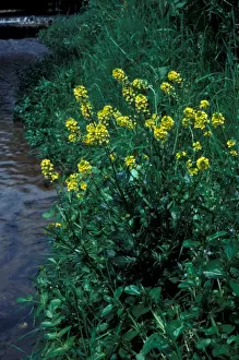Fflower Prints: Flower - Cress Winter (Barbarea vulgaris) In flower next to water