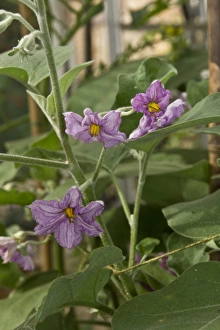 Solanaceae Prints: Flower of The eggplant, aubergine, melongene, brinjal or guinea squash (Solanum melongena)