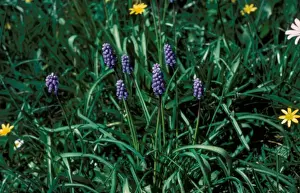 Fflower Prints: Flower - Hyacinth Grape Small (Muscari botryodes) of plant in flower