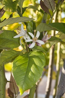 Rutaceae Prints: Flower and leaf of the Lemon