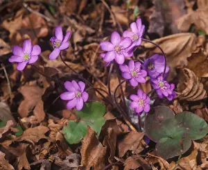 Fflower Prints: Flower - Liverwort (Anemone hepatica) Close-up of clump in flower / dead leaves