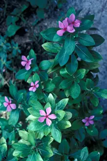 Madagascar Prints: Flower - Madagascar Periwinkle (Catharanthus roseus) Close-up of plant in flower/Cousin Is