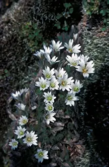Fflower Prints: Flower - Mouse-eared Mountain (Cerastium arcticum ) Close-up of plant in flower / moss