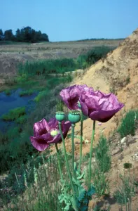 Wild Flower Prints: Flower - Opium Poppy (Papaver somniferus) Close-up / growing on sandy soil