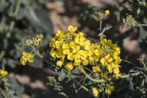 Yellow Prints: The flower of Rapeseed (Brassica napus), also known as oilseed rape