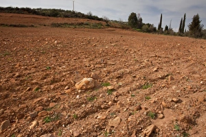 Destruction Prints: Former flower-rich site with many endemics
