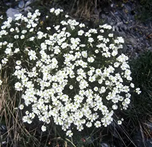 Fflower Prints: Flower - Stitchwort Alpine (Stellaria alpina) Close-up of plant in flower