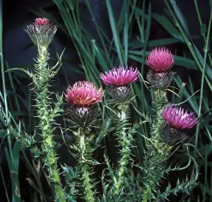 Fflower Prints: Flower - Thistle Welted(Carduus acanthoides) Close-up of flowers on plant