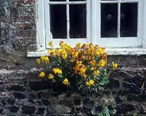Cruciferae Prints: Flower - Wallflower Wild (Chairanthus cheiri) Growing on wall beneath window