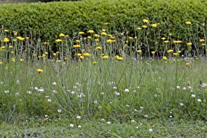 Wild Prints: Flowering catsear, white clove