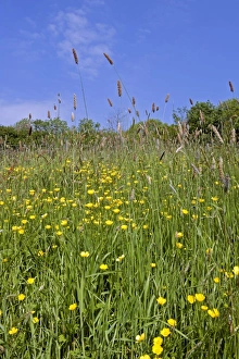 Blue Prints: Flowering field buttercups, Ranunculus acris