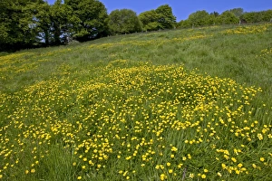 Flowering field buttercups, Ranunculus acris, a yellow carpet in green grass meadow on a bright spring day with trees