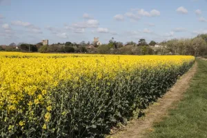Yellow Prints: A flowering field of Rapeseed (Brassica napus), also known as oilseed rape