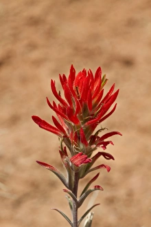 Utah Prints: Flowering head of Desert Paintbrush - Utah, America