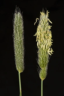Graminae Prints: Flowering heads of timothy grass, Phleum pratense