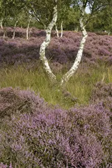 Flowering Heather and Silver Birch growing in the Sandlings Heath near Westleton Suffolk