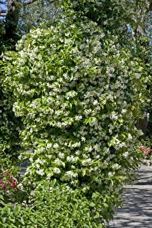 Flowering jasmine, Jasminum officinale, in a Mediterranean garden on the Bay of Naples near Sorrento in May