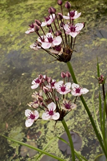 Pond Prints: Flowering Rush (Butomus umbellatus) flowering