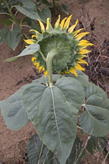 Centre Prints: Back of flowering sun flower head
