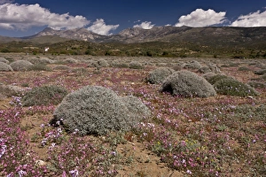 Chios Prints: Flowering vegetation on beach, with mountains in background