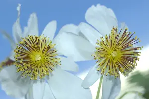 Anniversary Prints: Flowers of African hemp (Sparrmannia africana) with touch sensitive stamens