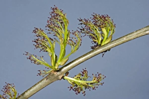 Twig Prints: Flowers on ash, Fraxinus excelsior, wood in spring