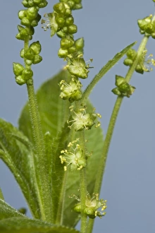 Green Prints: Flowers of dogs mercury, Mercurialis perennis