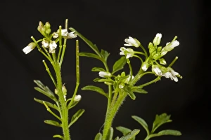 Hairy Prints: Flowers of hairy bittercress, Cardamine hirsuta