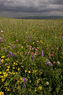 Middle East Prints: Flowery hay meadow with approaching storm