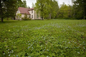Baltic Prints: Flowery meadow habitat around old house, Viidumae N. P. Saaremaa Island, Estonia, may