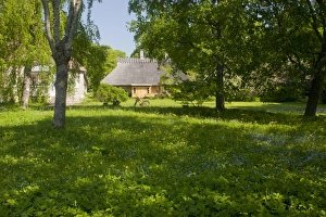 Biodiversity Prints: Flowery wooded meadow at edge of village, Koguva Museum Village, Muhu Island, Estonia, may