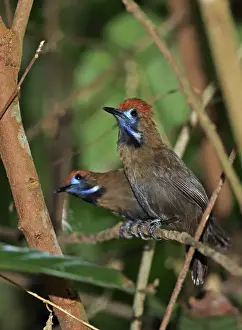 Old World Prints: Fluffy-backed Tit-babbler (Macronus ptilosus ptilosus) two adults