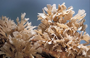 Flustra foliacea a sea mat