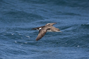 Procellariidae Prints: Fluttering Shearwater (Puffinus gavia) adult, in flight over sea, New Zealand, november