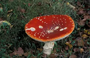Poison Prints: Fly Agaric (Amanita muscaria) Blaxhall Heath - Suffolk Wildlife Trust